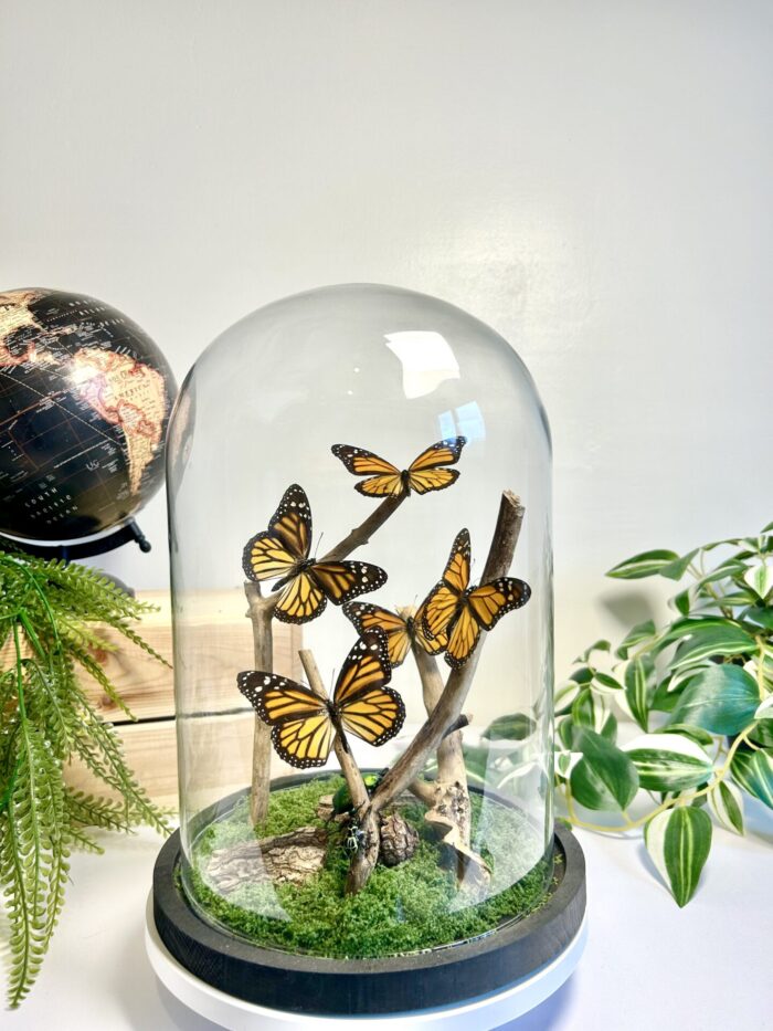 Grand globe de Collection avec Papillons Monarque - Cabinet de Curiosités