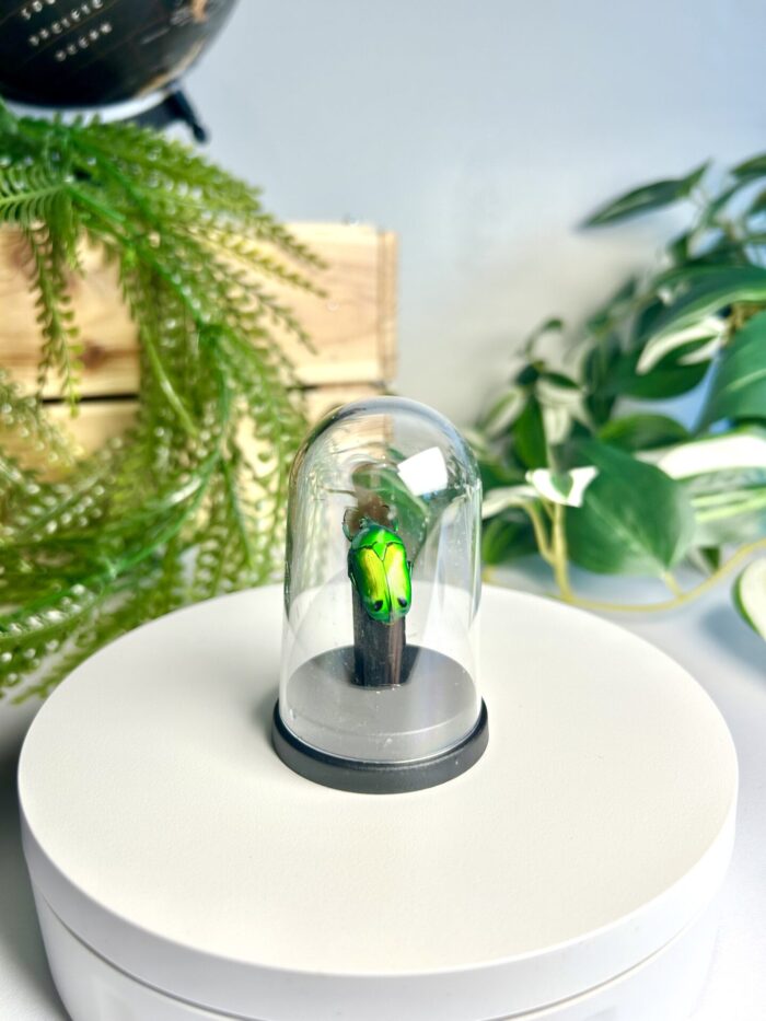 Mini Globe avec Insecte Naturalisé - Cabinet de Curiosités