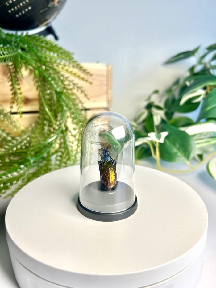 Mini Globe avec Insecte Naturalisé - Cabinet de Curiosités