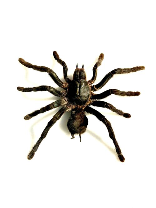 Cyriopagopus lividus mygale bleue naturalisée taille L d’Asie