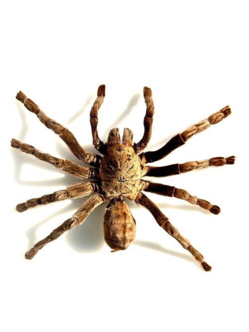 Cyriopagopus schmidti mygale dorée naturalisée taille L originaire d’Asie