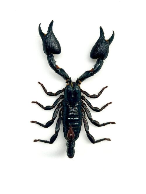 Insecte exotique rare Javanimetrus cyaneus scorpion bleu naturalisé