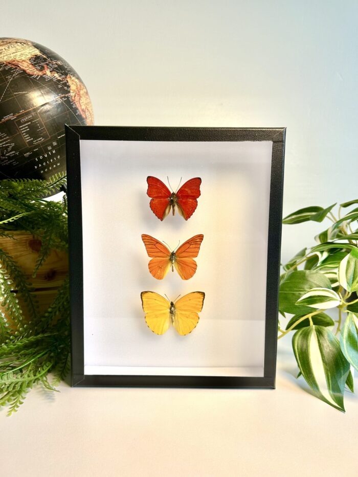 Cadre Décoratif avec Papillons Naturalisés - Cymothoe - Appias