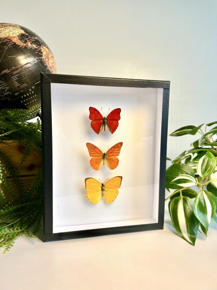 Cadre Décoratif avec Papillons Naturalisés - Cymothoe - Appias – Image 2