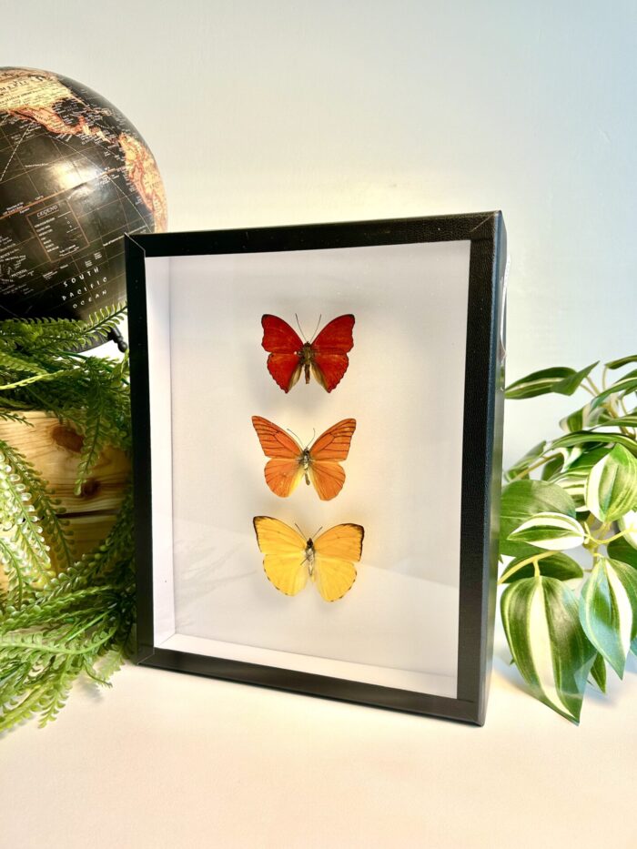 Cadre Décoratif avec Papillons Naturalisés - Cymothoe - Appias – Image 3