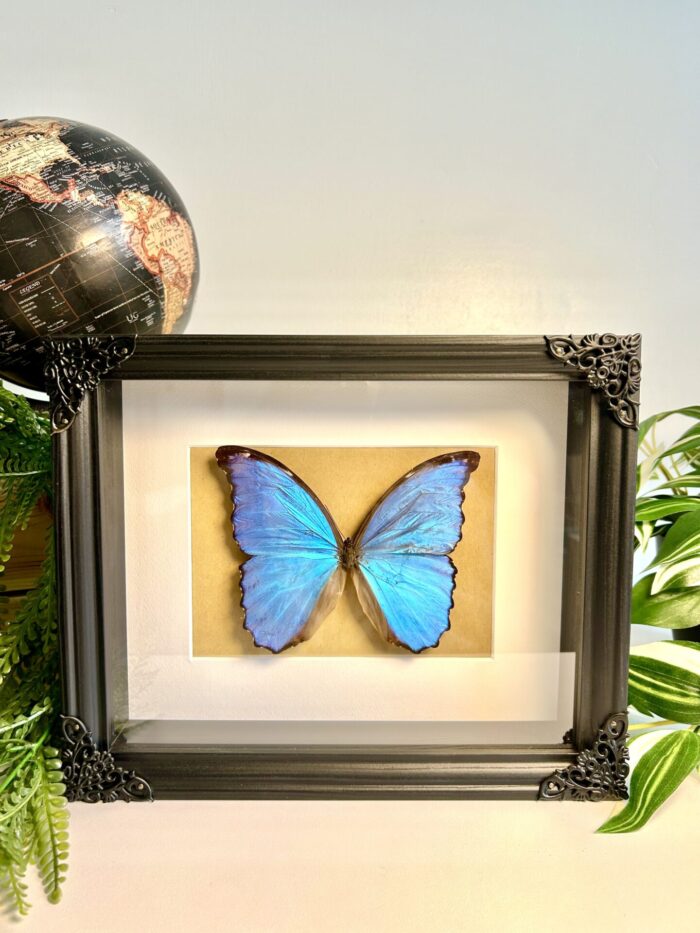 Cadre Décoratif avec Papillon Naturalisé - Morpho Didius