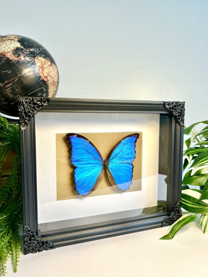 Cadre Décoratif avec Papillon Naturalisé - Morpho Didius – Image 2