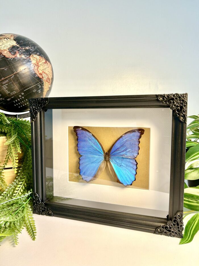 Cadre Décoratif avec Papillon Naturalisé - Morpho Didius – Image 3