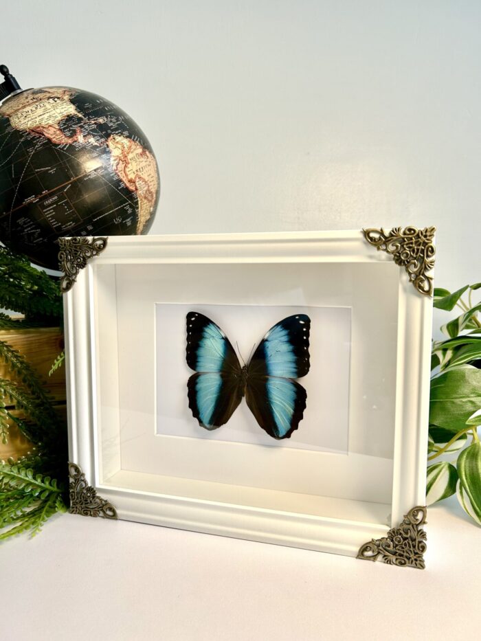 Cadre Décoratif avec Papillons Naturalisés - Morpho Papirius ♂ – Image 3