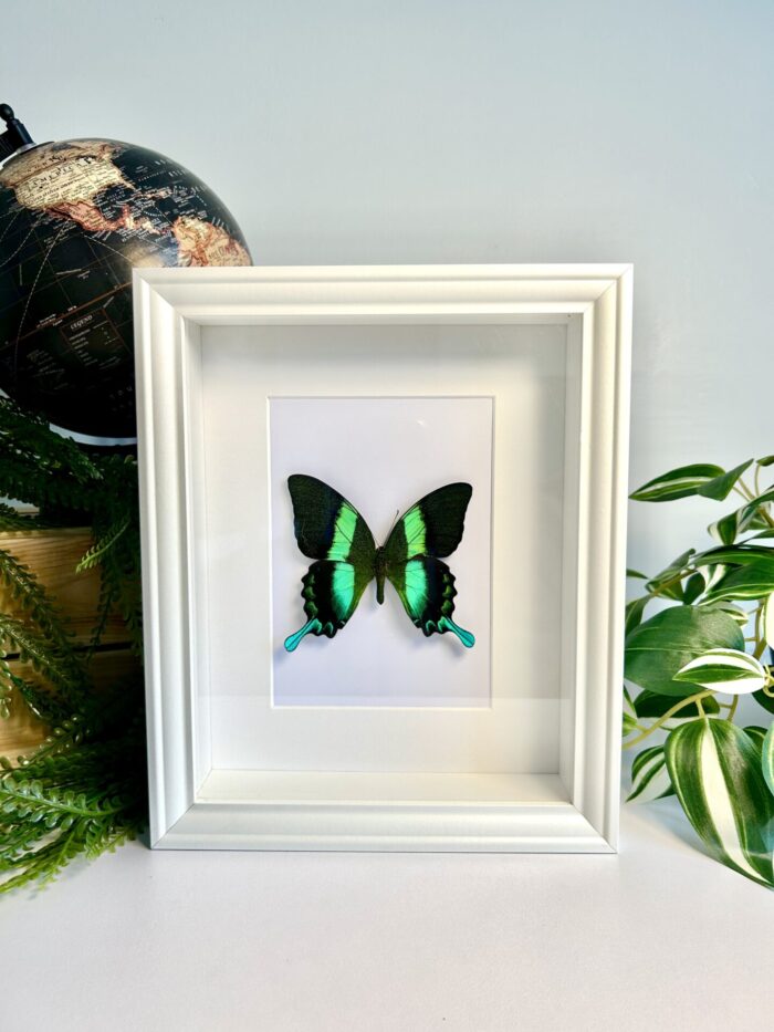 Cadre Décoratif avec Papillon Naturalisé - Papilio Blumei