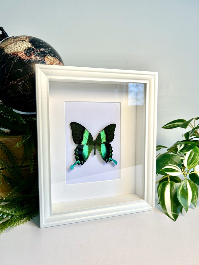 Cadre Décoratif avec Papillon Naturalisé - Papilio Blumei – Image 2