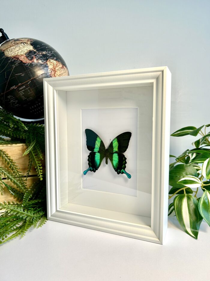 Cadre Décoratif avec Papillon Naturalisé - Papilio Blumei – Image 3