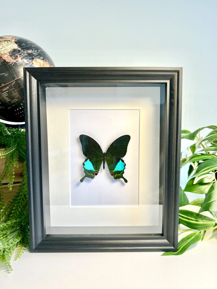 Cadre Décoratif avec Papillon Naturalisé - Papilio Karna