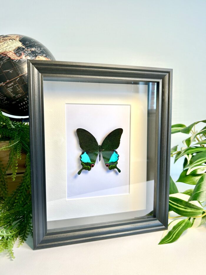 Cadre Décoratif avec Papillon Naturalisé - Papilio Karna – Image 2