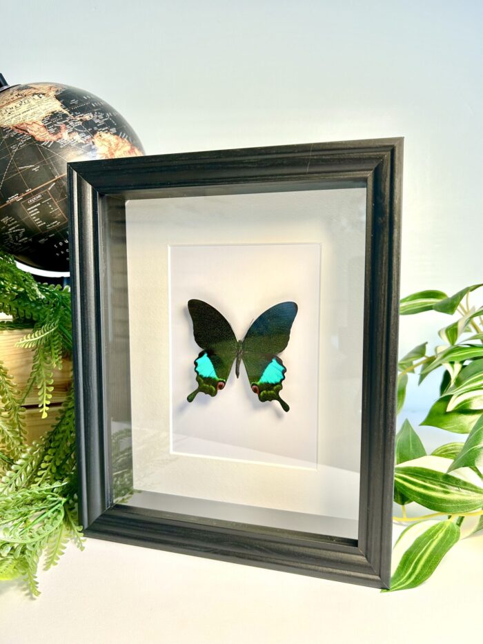 Cadre Décoratif avec Papillon Naturalisé - Papilio Karna – Image 3