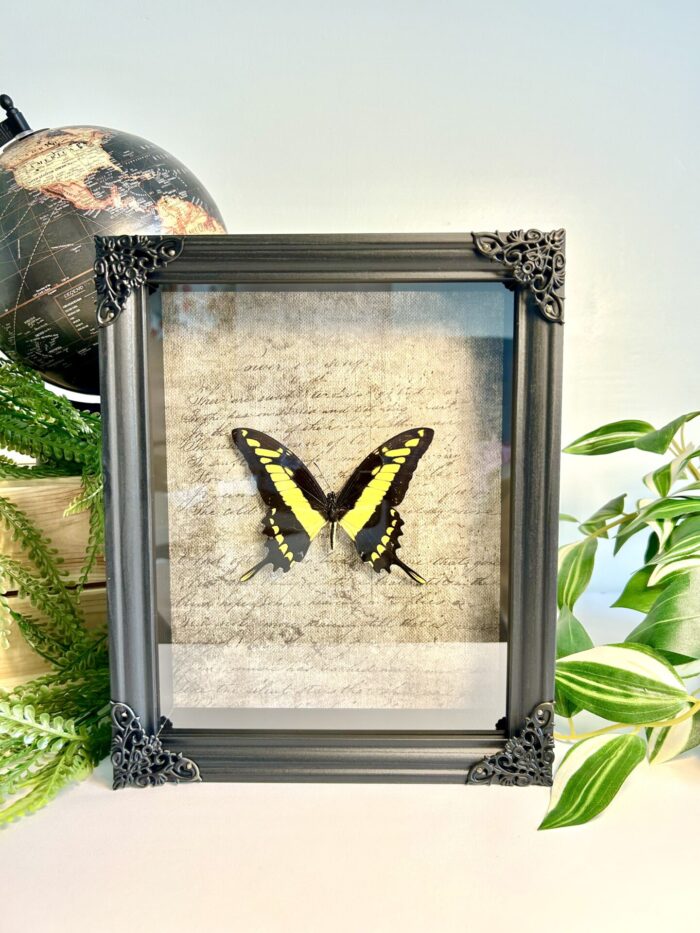 Cadre Décoratif avec Papillon Naturalisé - Papilio Thoas