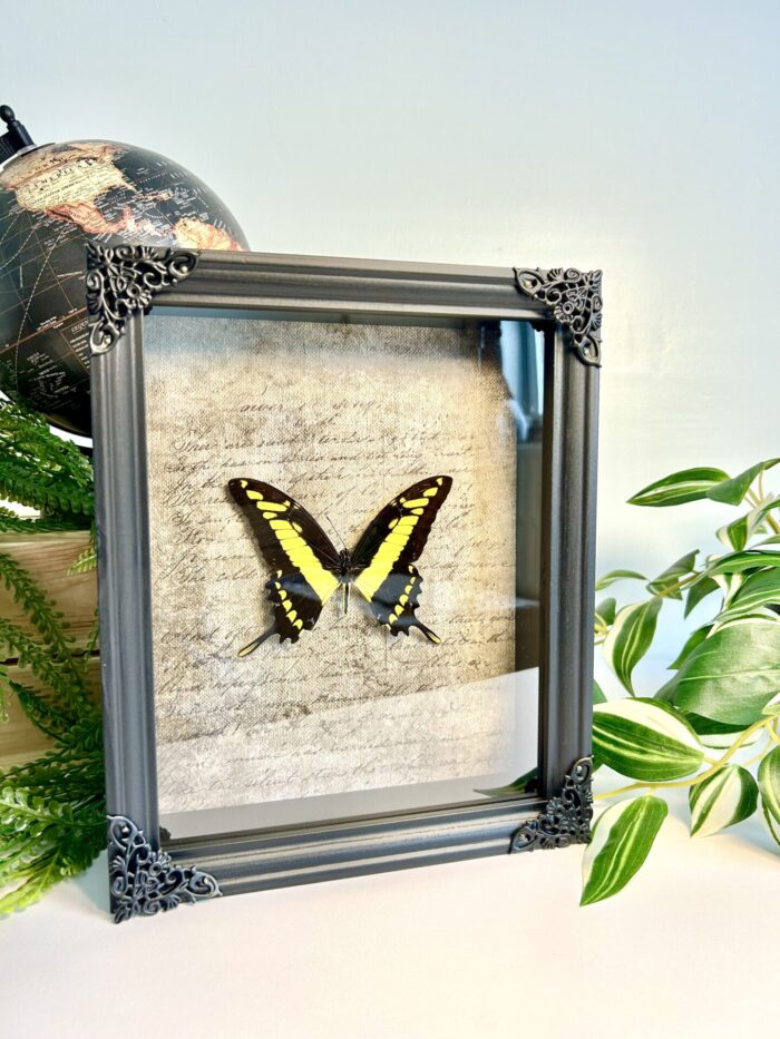 Cadre Décoratif avec Papillon Naturalisé - Papilio Thoas – Image 2
