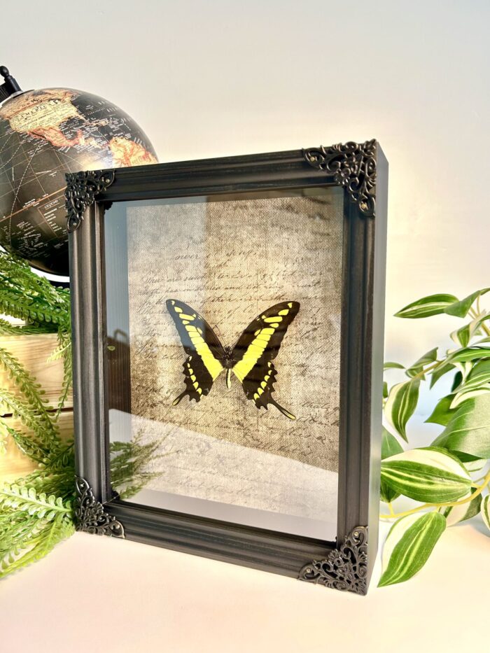 Cadre Décoratif avec Papillon Naturalisé - Papilio Thoas – Image 3