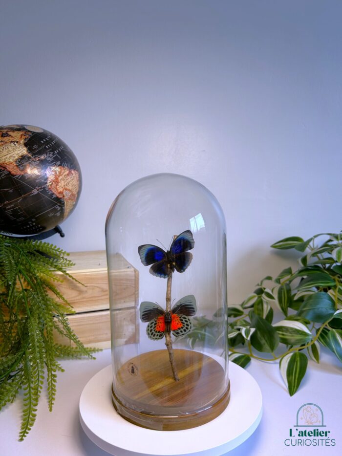 Globe en verre avec papillons naturalisés - Décoration artisanale - Agrias Beatae