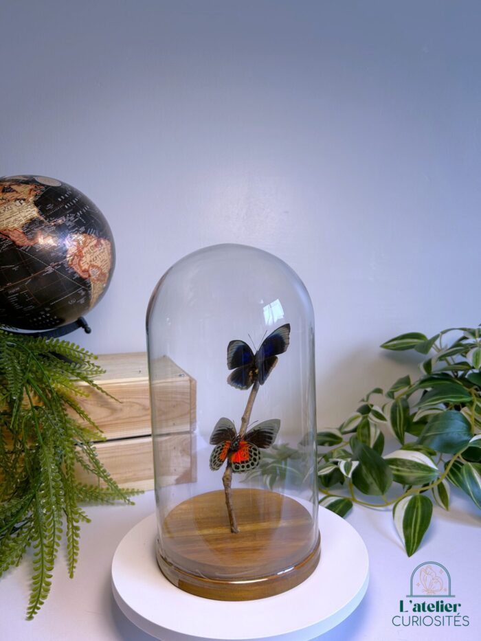 Globe en verre avec papillons naturalisés - Décoration artisanale - Agrias Beatae – Image 3