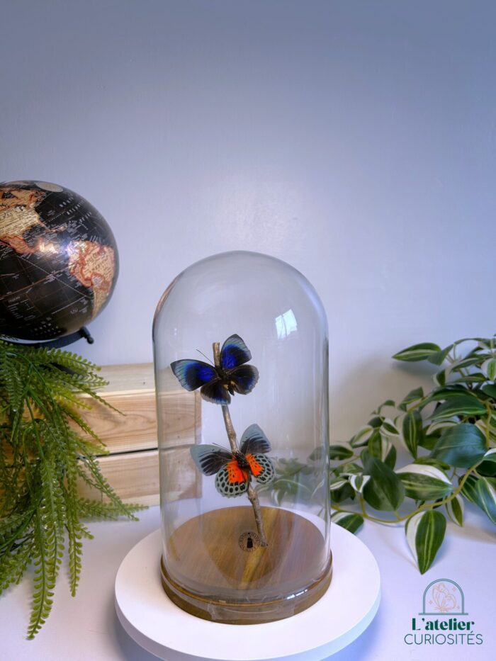 Globe en verre avec papillons naturalisés - Décoration artisanale - Agrias Beatae – Image 2