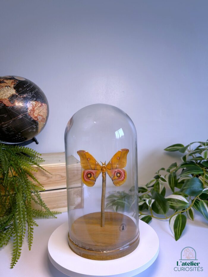 Globe en verre avec papillons naturalisés - Décoration artisanale - Antherina Suraka