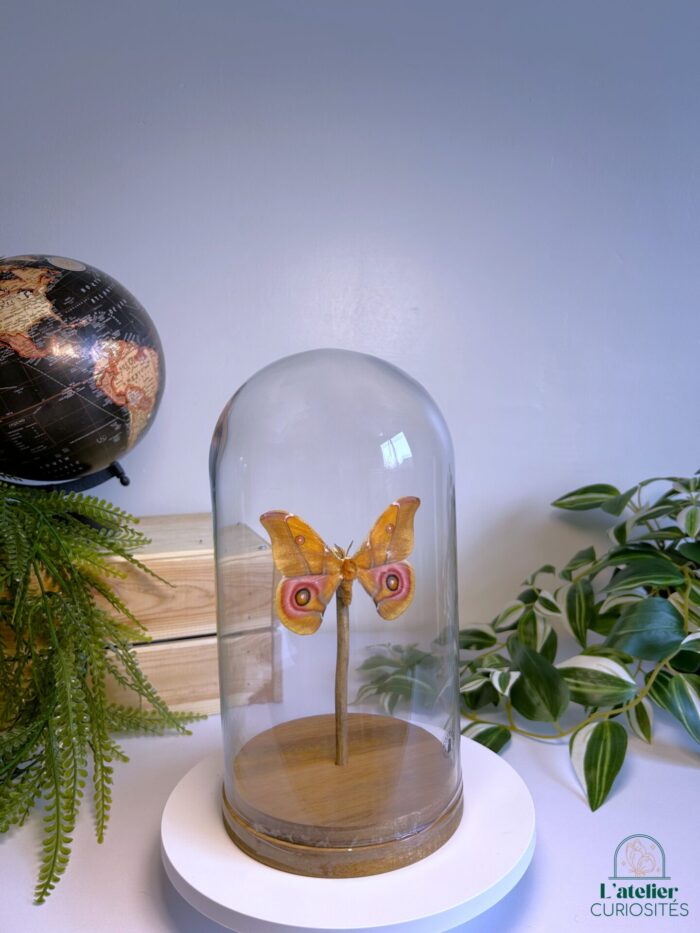 Globe en verre avec papillons naturalisés - Décoration artisanale - Antherina Suraka – Image 2