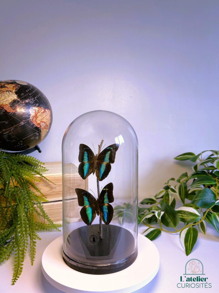 Globe en verre avec papillons naturalisés - Décoration artisanale - Archeoprepona Demophon – Image 3