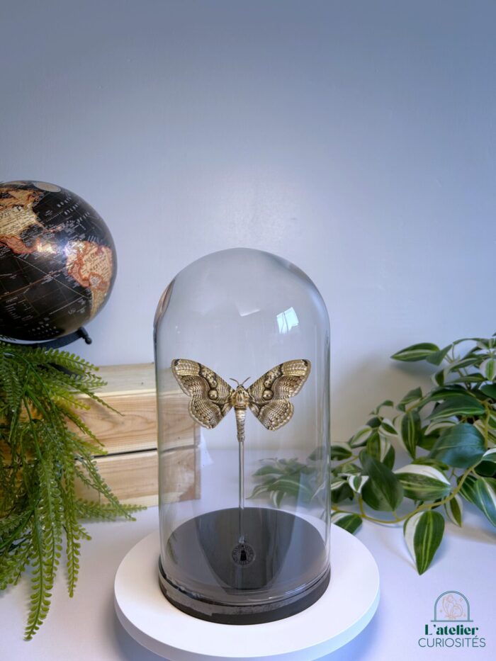 Globe en verre avec papillons naturalisés - Décoration artisanale - Brahmaea Earseyi