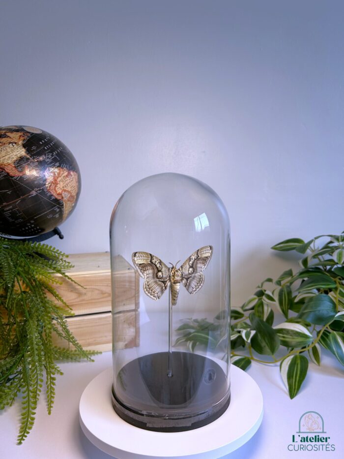 Globe en verre avec papillons naturalisés - Décoration artisanale - Brahmaea Earseyi – Image 2