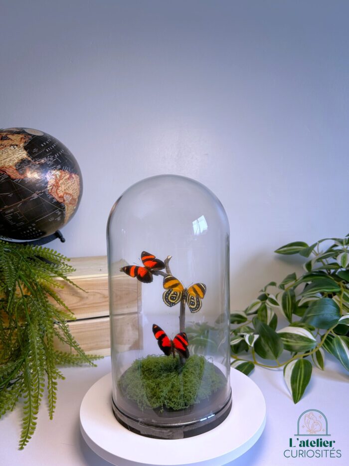 Globe en verre avec papillons naturalisés - Décoration artisanale - Callicore Cynosura – Image 2