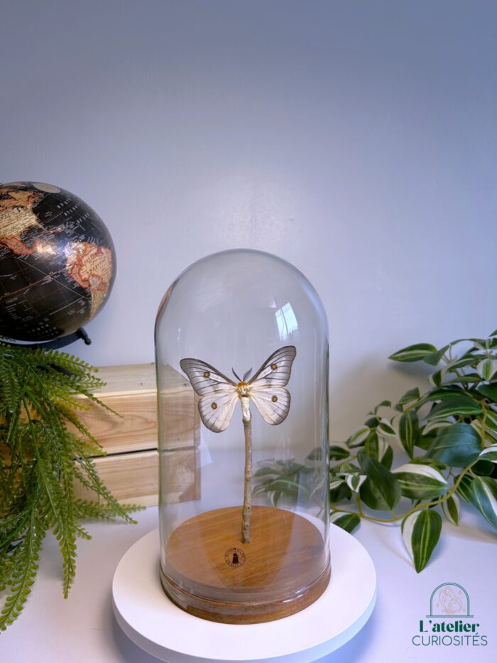 Globe en verre avec papillons naturalisés - Décoration artisanale - Ceranchia Appolina