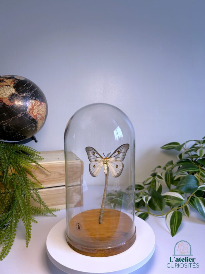 Globe en verre avec papillons naturalisés - Décoration artisanale - Ceranchia Appolina – Image 3