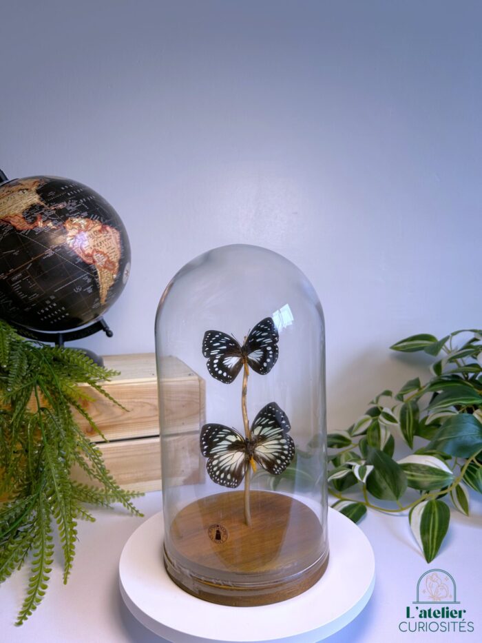 Globe en verre avec papillons naturalisés - Décoration artisanale - Euxante Eurinome/Crossleyi