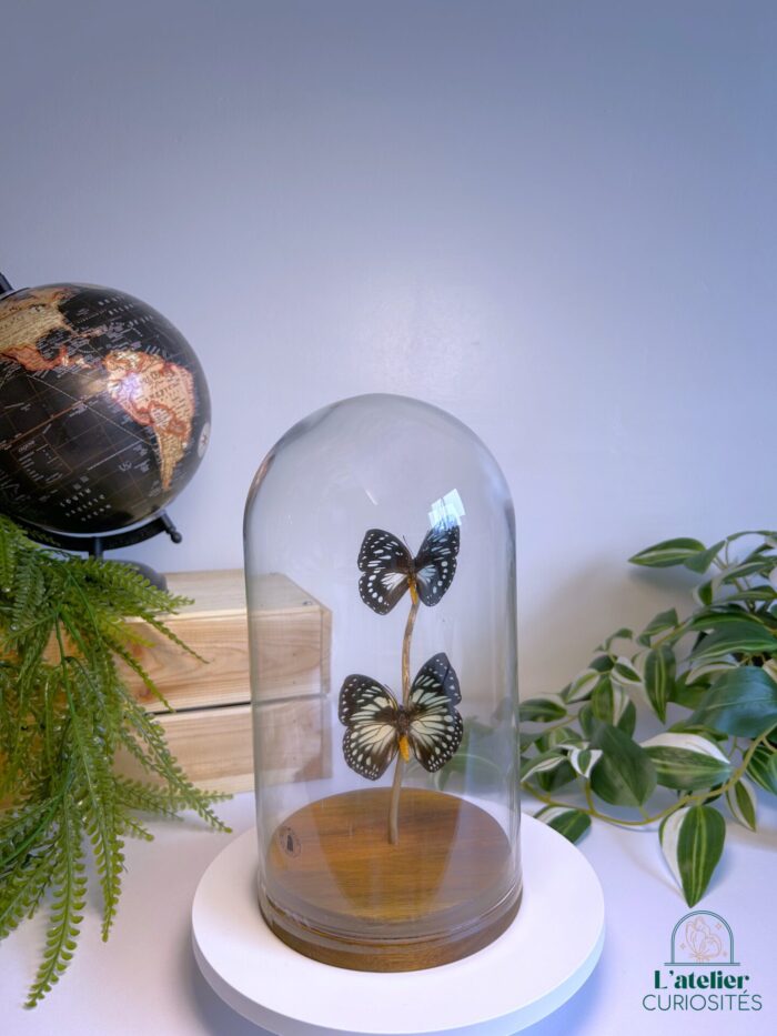 Globe en verre avec papillons naturalisés - Décoration artisanale - Euxante Eurinome/Crossleyi – Image 3