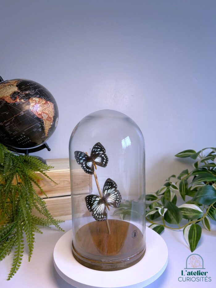 Globe en verre avec papillons naturalisés - Décoration artisanale - Euxante Eurinome/Crossleyi – Image 2