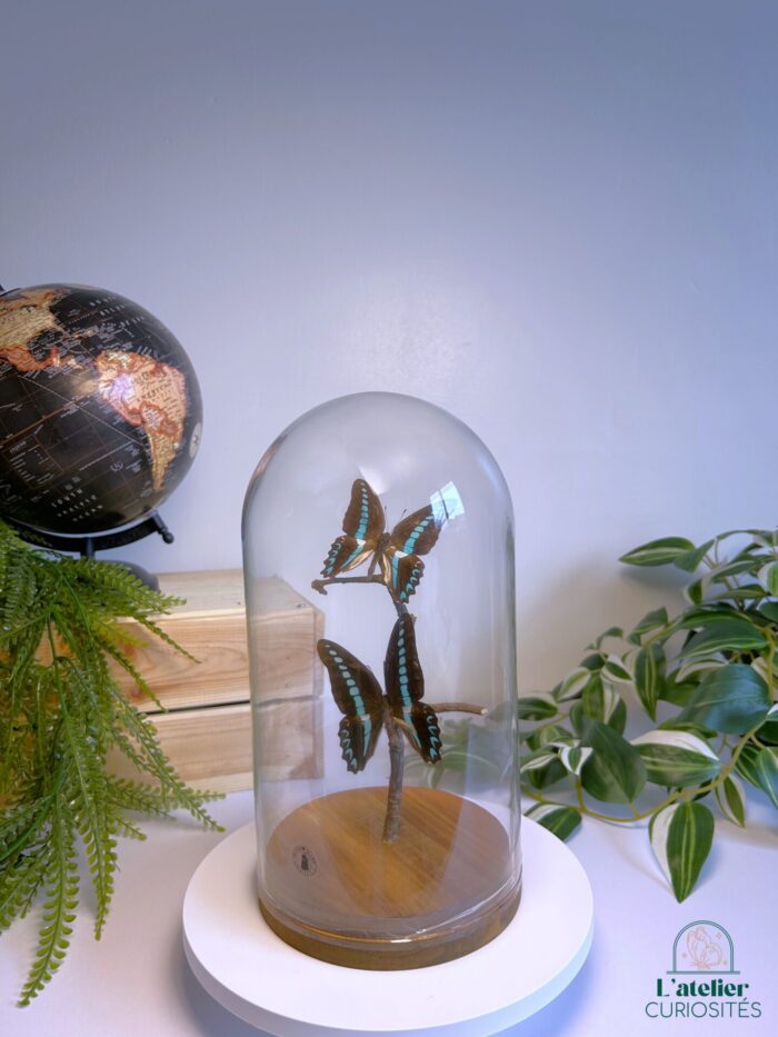 Globe en verre avec papillons naturalisés - Décoration artisanale - Graphium Anthedon – Image 3