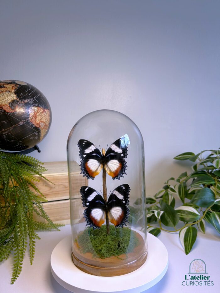 Globe en verre avec papillons naturalisés - Décoration artisanale - Hypolimnas Dexithea