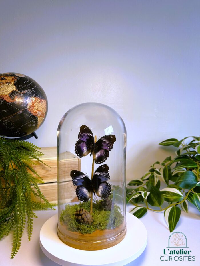 Globe en verre avec papillons naturalisés - Décoration artisanale - Hypolimnas Salmacis