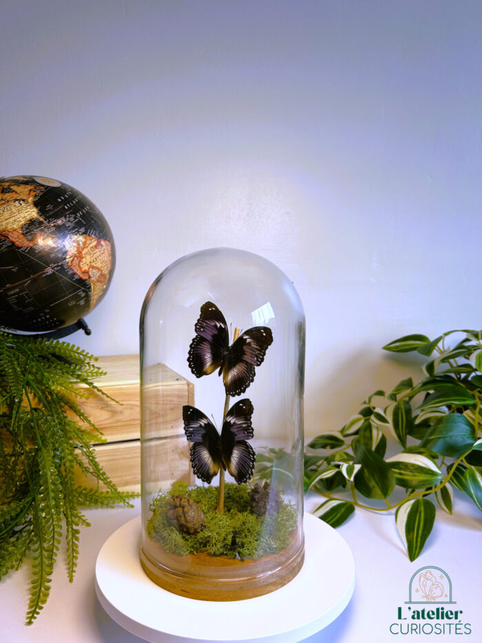 Globe en verre avec papillons naturalisés - Décoration artisanale - Hypolimnas Salmacis – Image 3