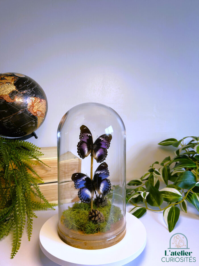 Globe en verre avec papillons naturalisés - Décoration artisanale - Hypolimnas Salmacis – Image 2