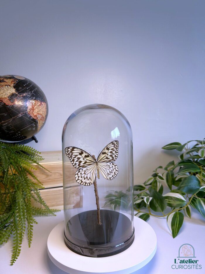 Globe en verre avec papillons naturalisés - Décoration artisanale - Idea Leuconoe – Image 2