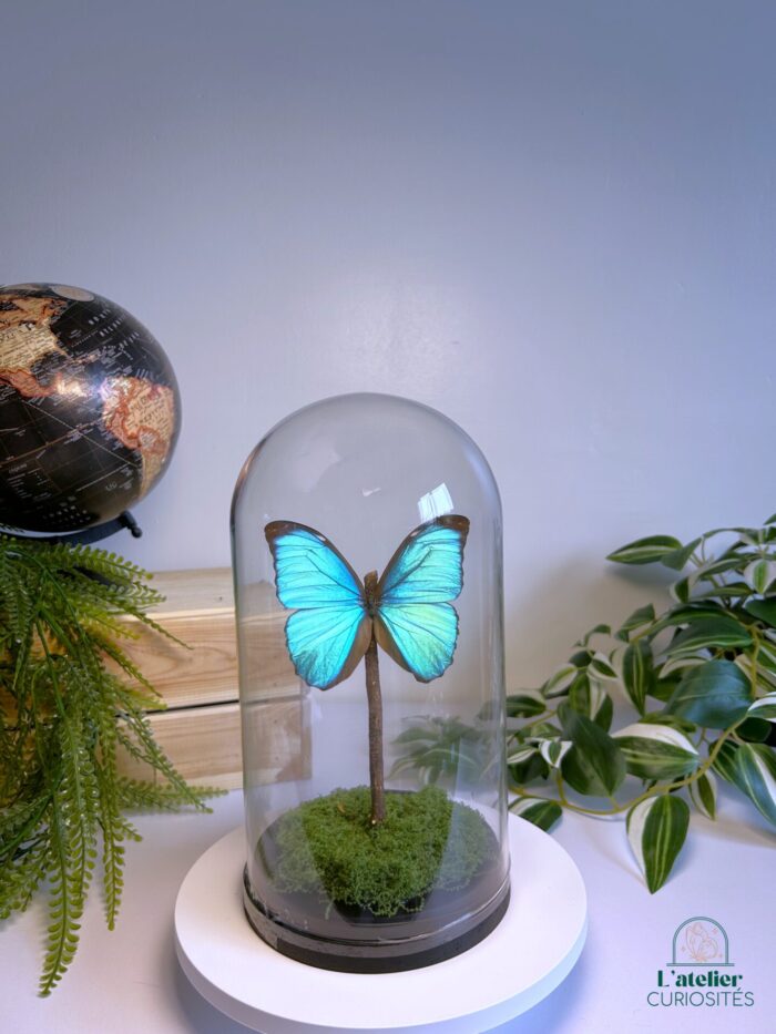 Globe en verre avec papillons naturalisés - Décoration artisanale - Morpho Menelaus