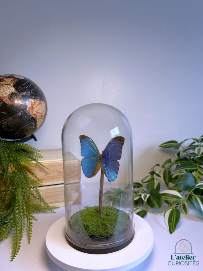 Globe en verre avec papillons naturalisés - Décoration artisanale - Morpho Menelaus – Image 3