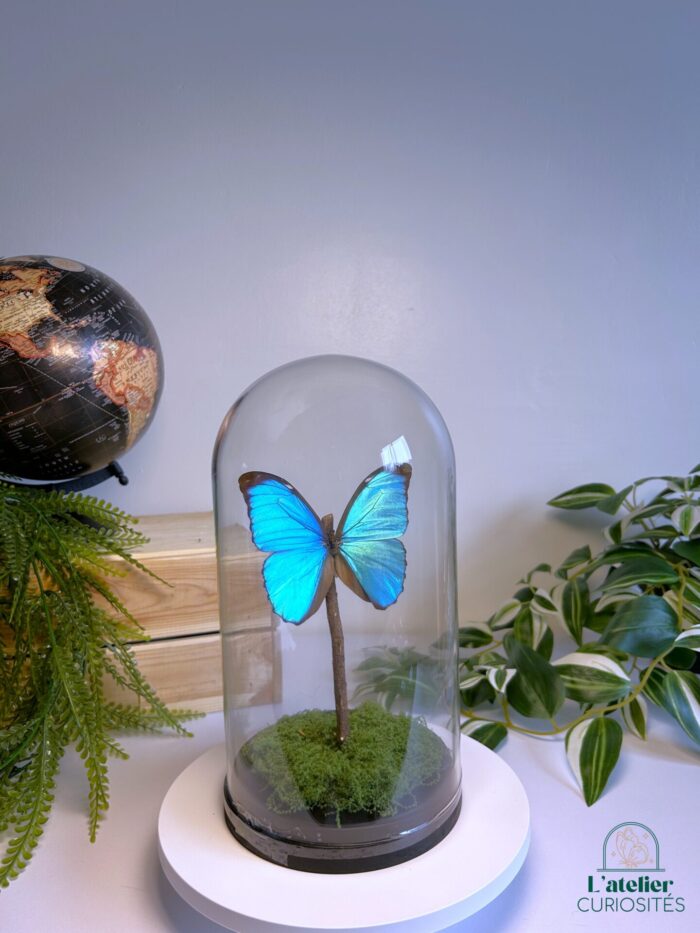 Globe en verre avec papillons naturalisés - Décoration artisanale - Morpho Menelaus – Image 2