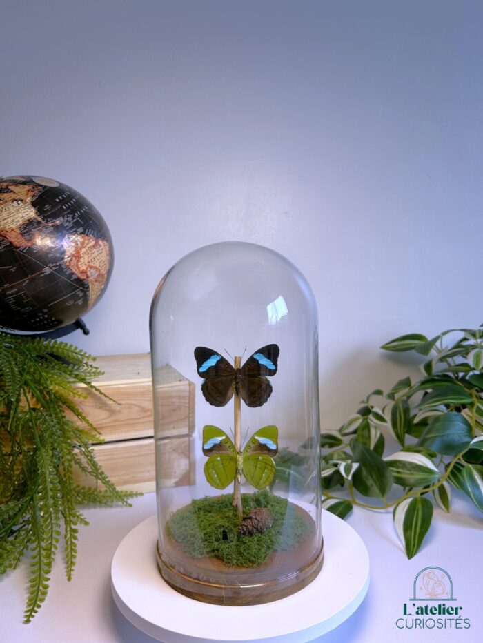 Globe en verre avec papillons naturalisés - Décoration artisanale - Nessaea Hewitsoni