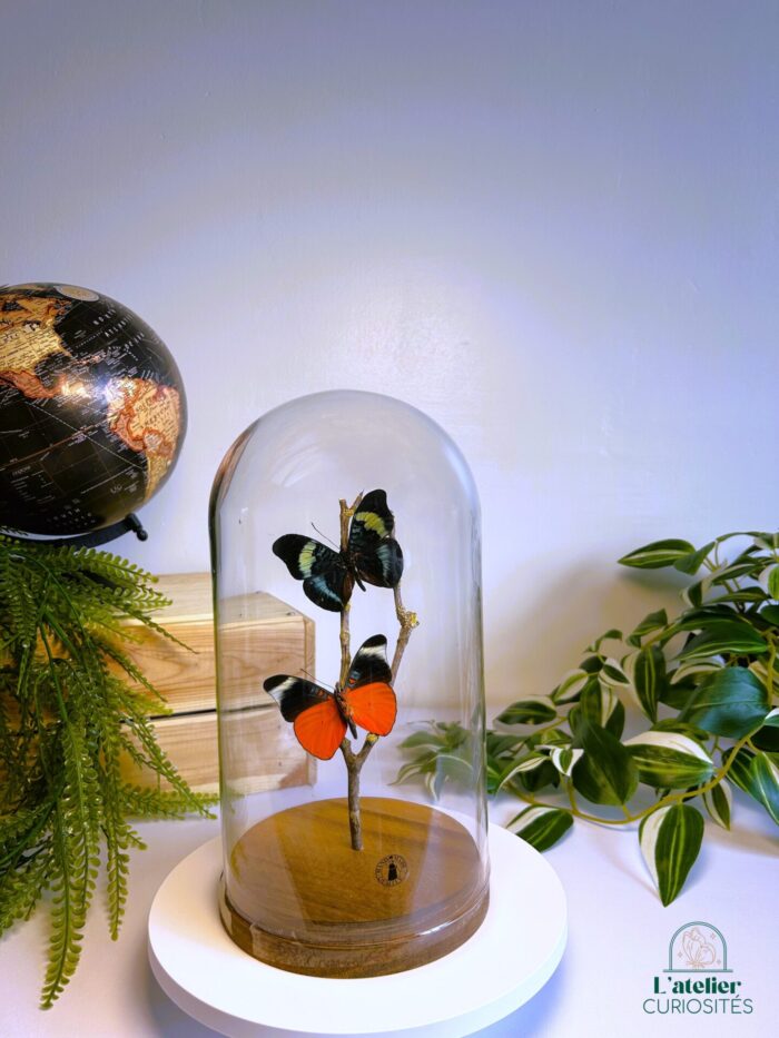 Globe en verre avec papillons naturalisés - Décoration artisanale - Panacea Prola