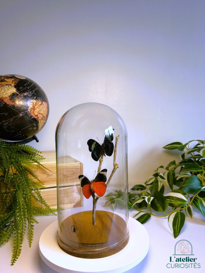 Globe en verre avec papillons naturalisés - Décoration artisanale - Panacea Prola – Image 2