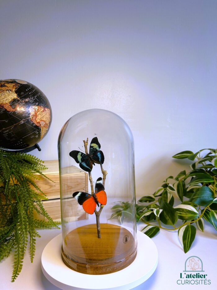 Globe en verre avec papillons naturalisés - Décoration artisanale - Panacea Prola – Image 3