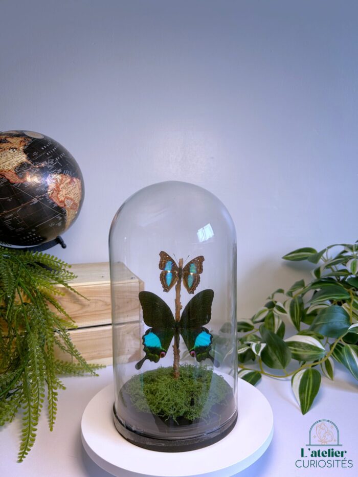 Globe en verre avec papillons naturalisés - Décoration artisanale - Papilio Karna